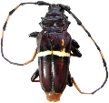 Trachyderes (Trachyderes) succinctus succinctus
