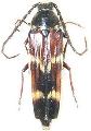 Tragocerus fasciatus