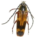 Tragocerus fasciatus