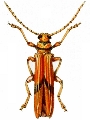 Tragocerus heraldicus 