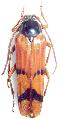 Tragocerus spencii
