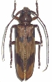 Oplatocera (Oplatocera) callidioides