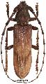 Oplatocera (Epioplatocera) shibatai