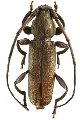 Xystrocera femorata 