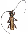 Xystrocera festiva