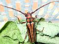 Xystrocera globosa
