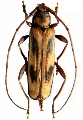 Xystrocera interrupta 