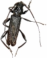 Xystrocera nigrita