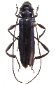 Xystrocera velutina