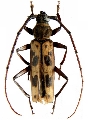 Xystroceroides burgeoni 