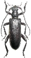 Cyrtonops niger