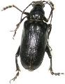 Cyrtonops niger