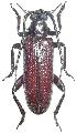 Cyrtonops marginellus