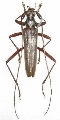 Distenia gracilis