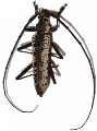 Disteniazteca pilati 