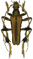Stenotsivoka caligata 
