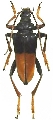 Mastododera fallaciosa