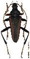 Mastododera lateralis