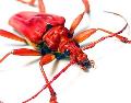 Suzelia coccinea