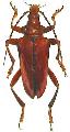 Suzelia coccinea