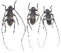 Acanthocinus (Acanthocinus) carinulatus