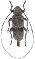 Acanthocinus (Acanthocinus) griseus