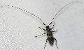 Acanthocinus (Acanthocinus) griseus