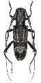 Ancylistes distinctus