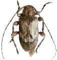 Astylopsis arcuata