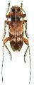 Euryclytosemia nomurai