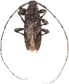 Eutrichillus neomexicanus