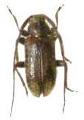 Exocentrus (Exocentrus) nakanei