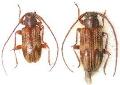 Exocentrus (Pseudocentrus) zikaweiensis 