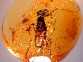 Kallyntrosternidius bucarensis