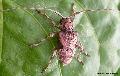 Lagocheirus araneiformis araneiformis