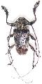 Lagocheirus procerus