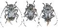 Leptostylopsis argentatus