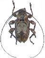 Leptostylopsis jamaicensis