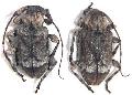 Leptostylus transversus