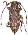 Atrypanius haldemani