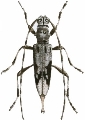 Ostedes (Ostedes) pauperata 