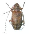 Phloeopsis lanata