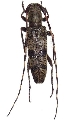 Rondibilis (Rondibilis) saperdina