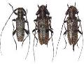Rondibilis (Rondibilis) saperdina