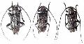 Sciades (Estoliops) fasciatus