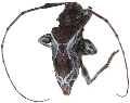 Xylergates lacteus