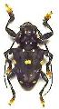 Acanthoderes (Acanthoderes)  daviesi