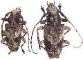 Aegomorphus jaspideus
