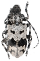 Aegomorphus krueperi
