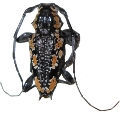 Aegomorphus laetificus